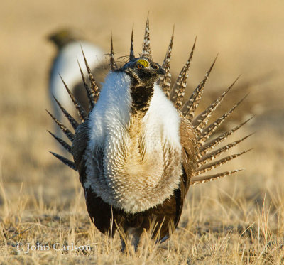 Greater Sage-Grouse-9116.jpg