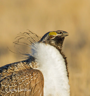 Greater Sage-Grouse-9250.jpg