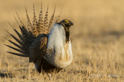 Greater Sage-Grouse-9219.jpg