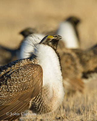 Greater Sage-Grouse-9085.jpg