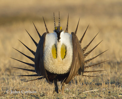 Greater Sage-Grouse-8922.jpg