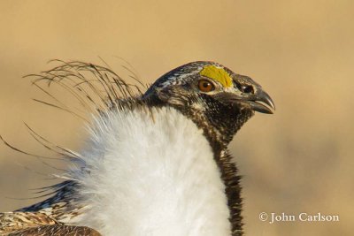 Greater Sage-Grouse-9230.jpg