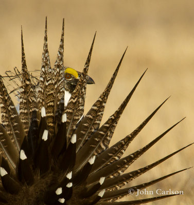 Greater Sage-Grouse