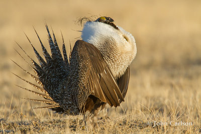 Greater Sage-Grouse-9177.jpg