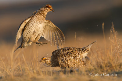 sharp-tailed grouse-0994.jpg