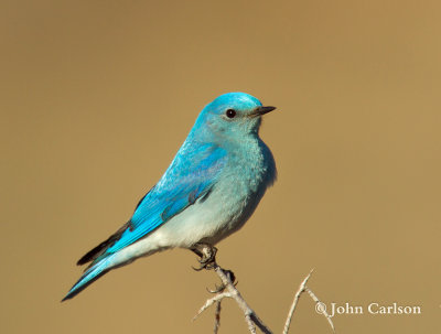 Mountain Bluebird-1424.jpg
