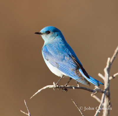 Mountain Bluebird-1466.jpg
