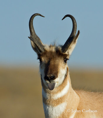 pronghorn-1371.jpg