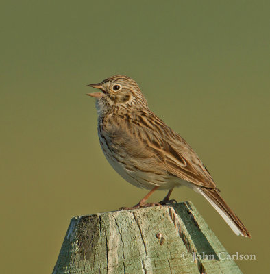 Vesper Sparrow-3143.jpg