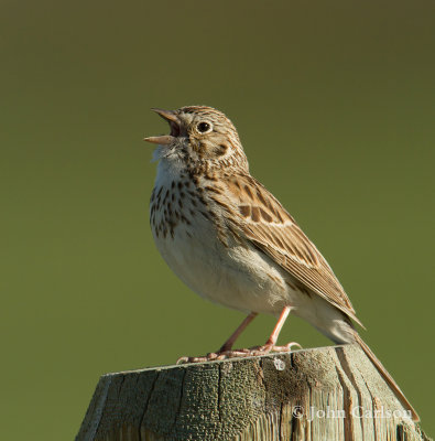 Vesper Sparrow-3159.jpg