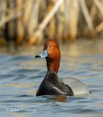 Redhead-8579.jpg