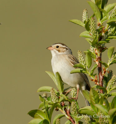 Clay-colored Sparrow