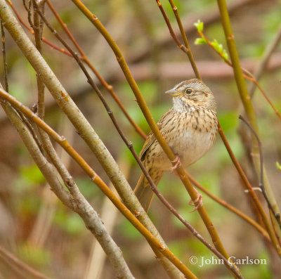 lincolns sparrow-4001.jpg