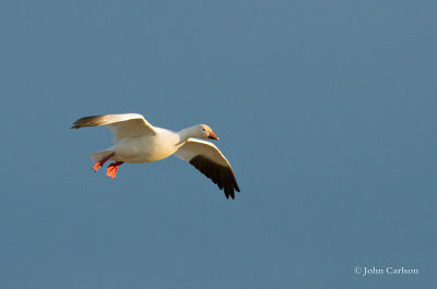 snow goose-8493.jpg