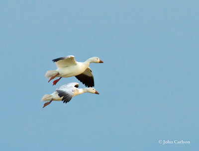 snow goose-8447.jpg