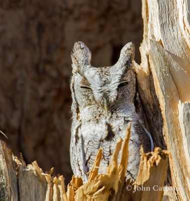 Eastern Screech-owl-4555.jpg