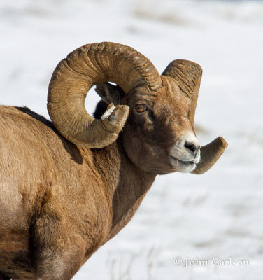 bighorn sheep-4766.jpg