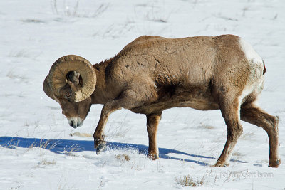 Bighorn Sheep-4785.jpg