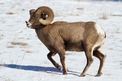 Bighorn Sheep-4812.jpg