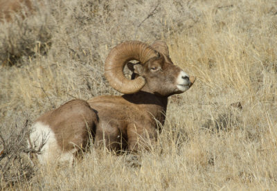 bighorn sheep-9227.jpg
