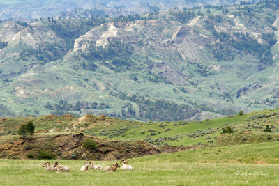 Bighorn Sheep-5542.jpg