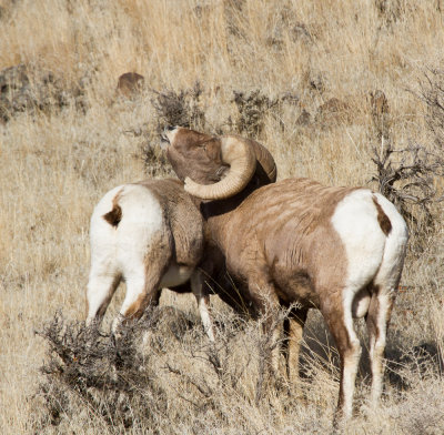 bighorn sheep-9252.jpg