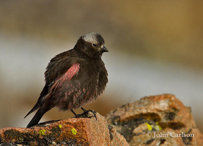 Black Rosy Finch