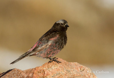 Black Rosy Finch-4492.jpg