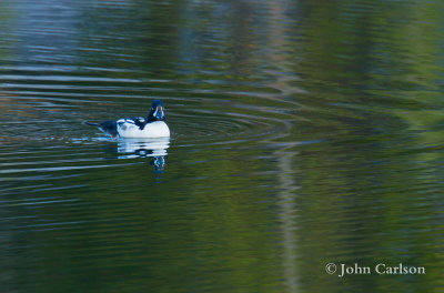 Barrows Goldeneye-4809.jpg