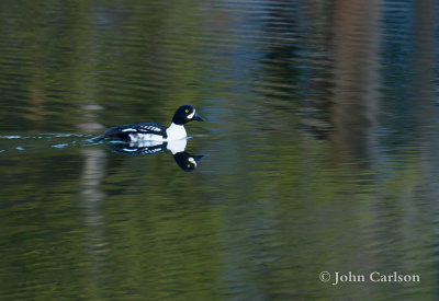 Barrows Goldeneye-4825.jpg