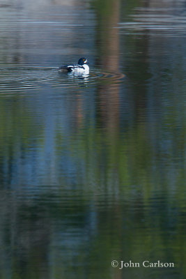 Barrows Goldeneye-4866.jpg