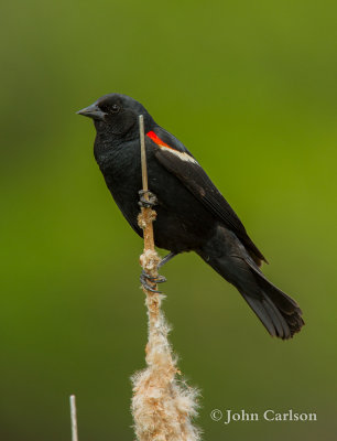 red-winged blackbird-6685.jpg