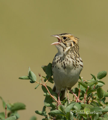 bairds sparrow-6151.jpg
