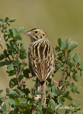 bairds sparrow-5981.jpg