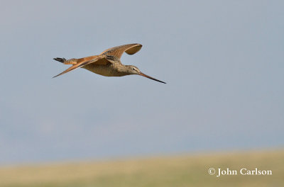 marlbled godwit-5784.jpg