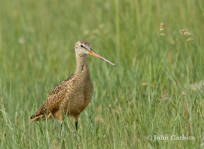 marbled godwit-5139.jpg