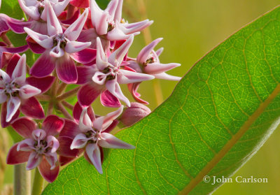 milkweed-7831.jpg