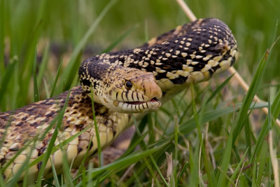 Reptiles and Amphibians