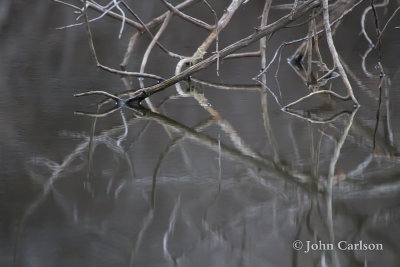 winter reflections-5726.jpg