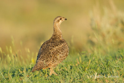 greater sage-grouse-8719.jpg