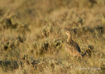 greater sage-grouse-8738.jpg