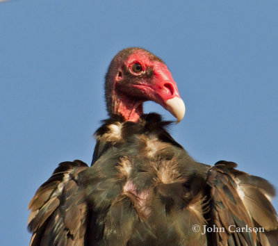 turkey vulture-8048.jpg