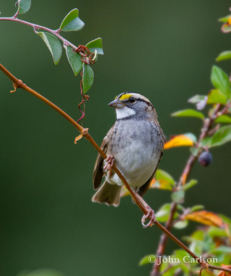 white-throated sparrow-6658.jpg