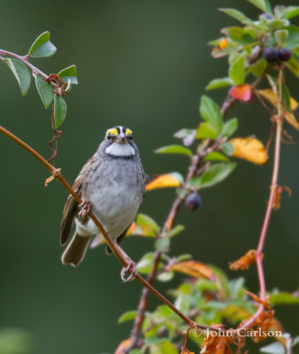 white-throated sparrow-6672.jpg
