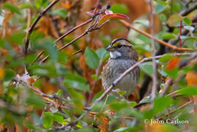 White-throated sparrow-6578.jpg