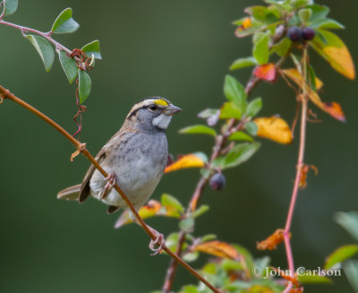 white-throated sparrow-6626.jpg