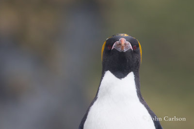 macaroni penguin-1631.jpg