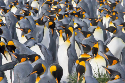 king penguin-1377.jpg