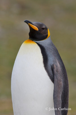 king penguin-1026.jpg