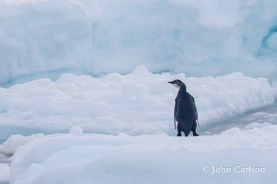 emperor penguin-2673.jpg
